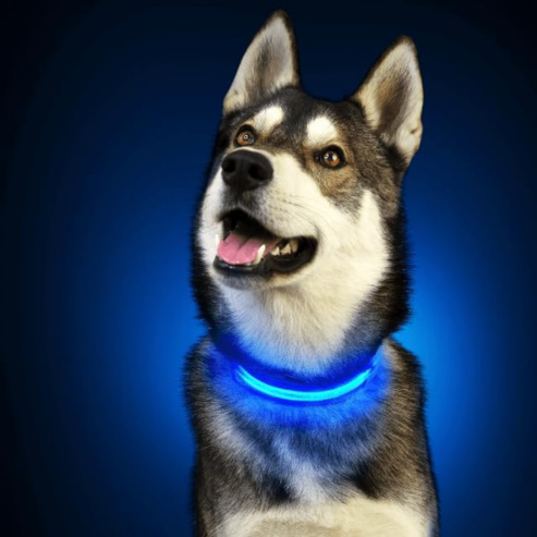 Collier Lumineux pour Chien- éclairage LED